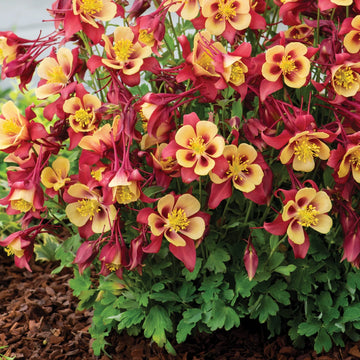 Red Yellow Aquilegia Flower seeds for Planting - Pollinator Friendly, Heirloom & GMO Free Seeds for Home Garden