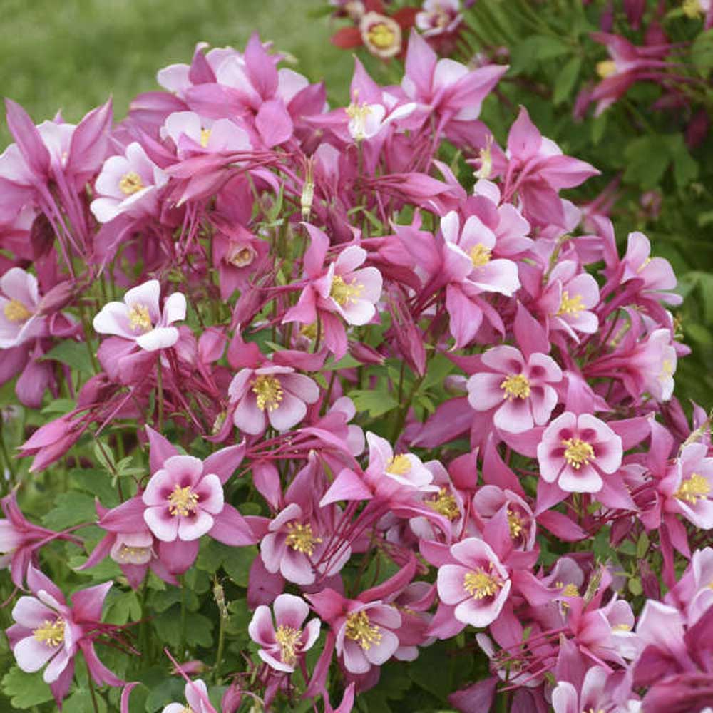 Pale Pink Columbines Flower seeds for Planting - Colorful Display, Heirloom & GMO Free Seeds for Home Garden