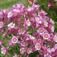 Pale Pink Columbines Flower seeds for Planting - Colorful Display, Heirloom & GMO Free Seeds for Home Garden