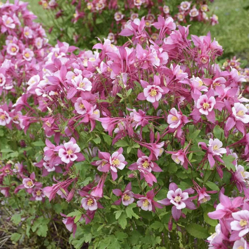 Aquilegia (Aquilegia Flower) seeds for planting in home garden