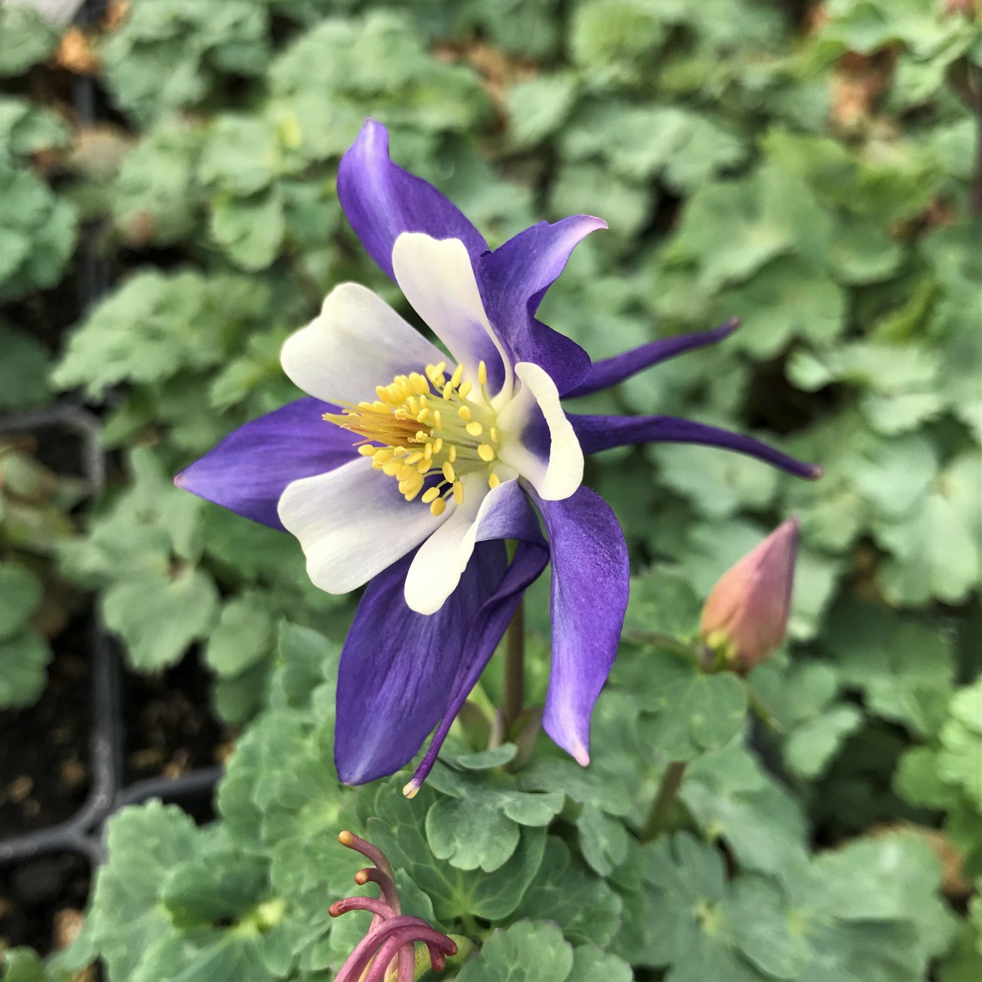 Aquilegia Columbine flower Seeds, Ideal for Woodland Planting