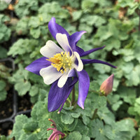 Aquilegia Columbine flower Seeds, Ideal for Woodland Planting