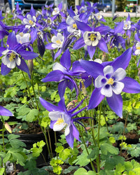 Purple Aquilegia Flower seeds for Planting - Drought Tolerant, Heirloom & GMO Free Seeds for Home Garden