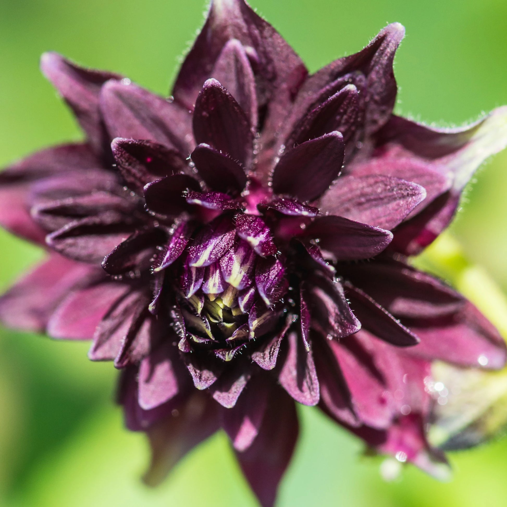 Barlow Flower seeds for Planting Seasonal Bloomer Heirloom & GMO Free Seeds for Home Garden