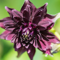 Barlow Flower seeds for Planting Seasonal Bloomer Heirloom & GMO Free Seeds for Home Garden