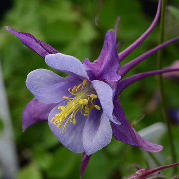 Purple Aquilegia Flower seeds for Planting - Easy to Grow, Heirloom & GMO Free Seeds for Home Garden