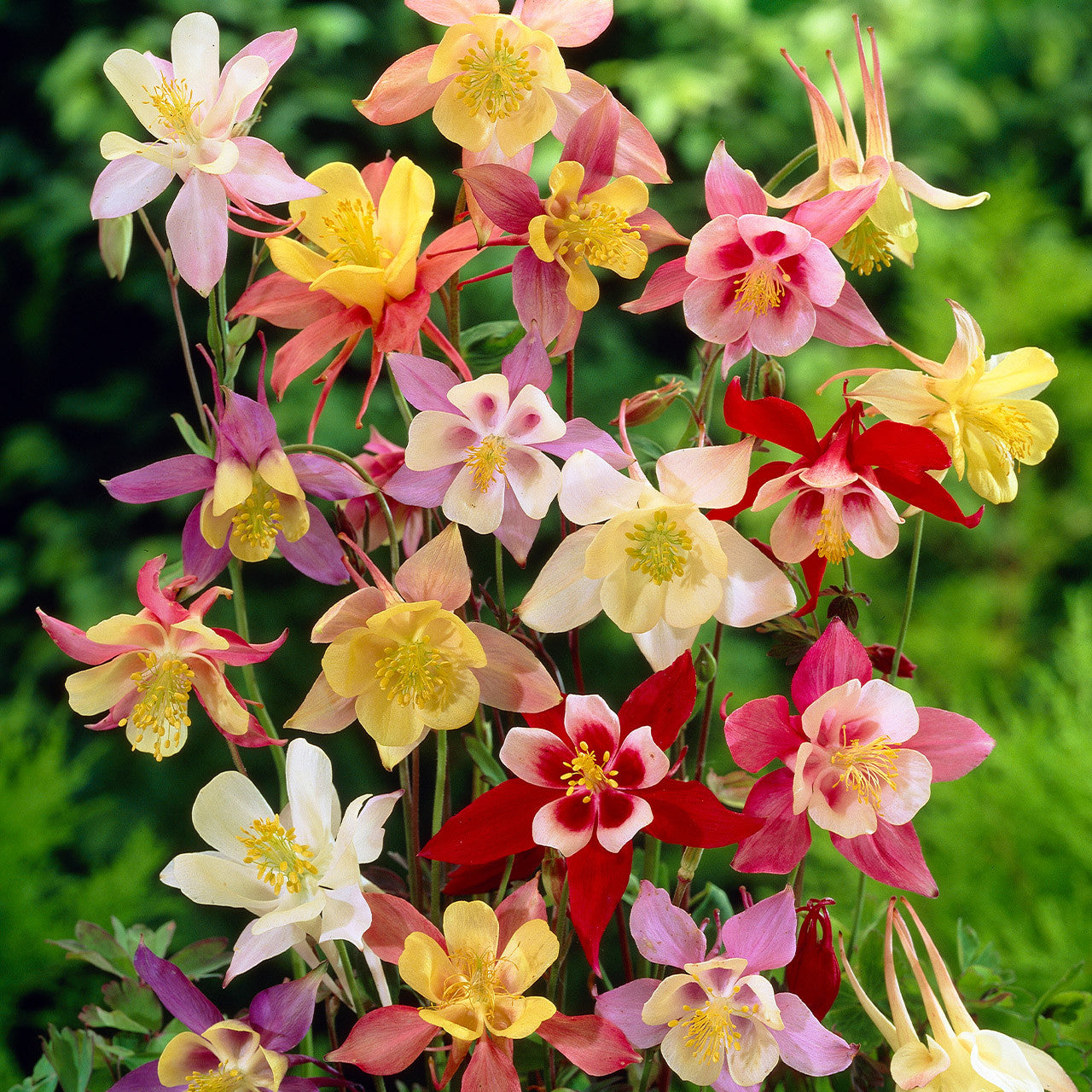 Mixed Aquilegia Flower seeds for Planting - Perfect for Borders, Heirloom & GMO Free Seeds for Home Garden
