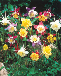 Mixed Aquilegia Flower seeds for Planting - Perfect for Borders, Heirloom & GMO Free Seeds for Home Garden