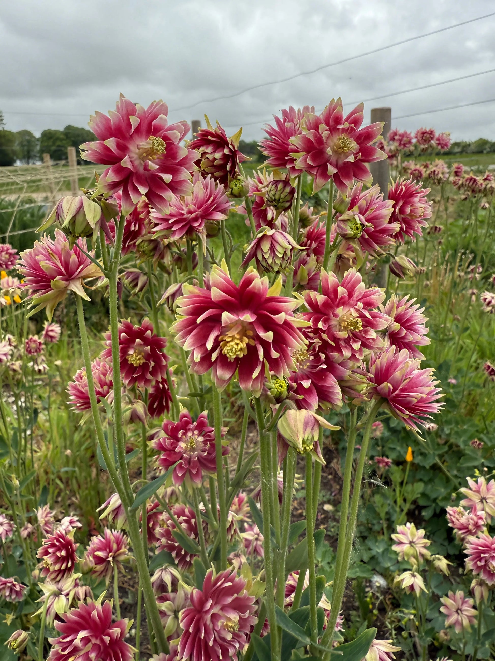 Barlow Columbine Flower seeds for Planting Shade Tolerant Heirloom & GMO Free Seeds for Home Garden