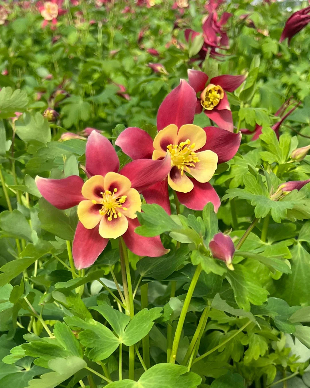 Red Yellow Aquilegia Flower Seeds Planting