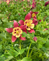 Red Yellow Aquilegia Flower Seeds Planting