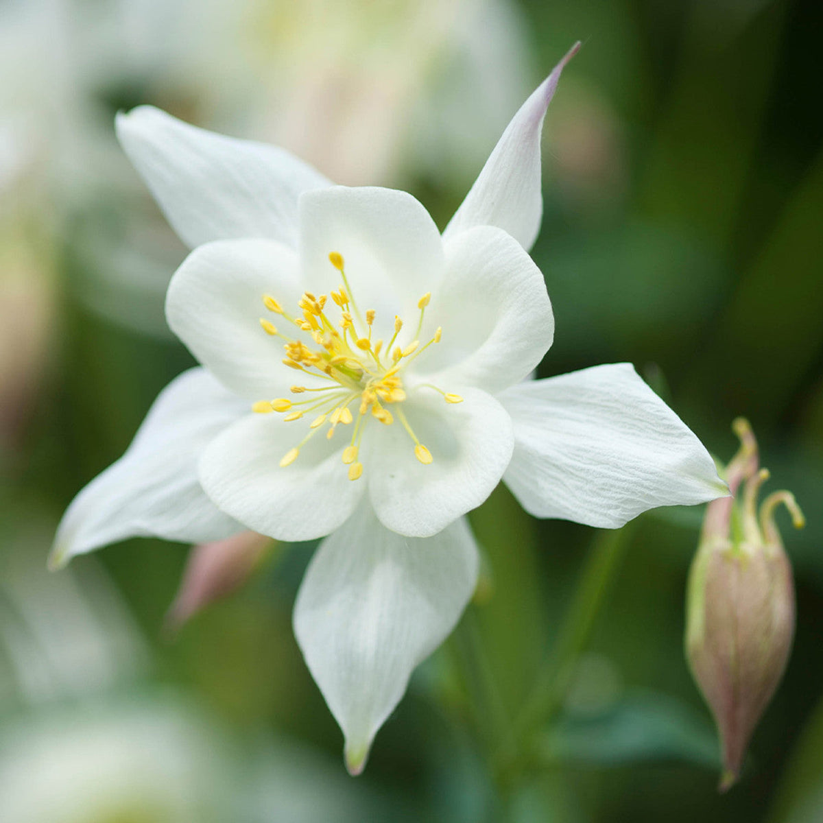 White Aquilegia Flower seeds for Planting - Cut Flower Favorite, Heirloom & GMO Free Seeds for Home Garden
 
 Sale for planting in home garden