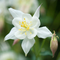 White Aquilegia Flower seeds for Planting - Cut Flower Favorite, Heirloom & GMO Free Seeds for Home Garden
 
 Sale for planting in home garden