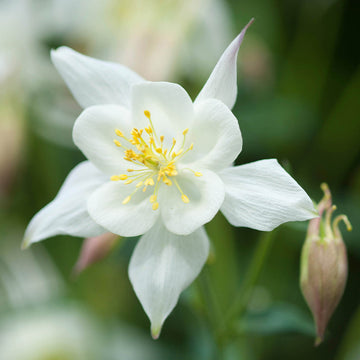 White Aquilegia Flower seeds for Planting - Cut Flower Favorite, Heirloom & GMO Free Seeds for Home Garden
 
 Sale for planting in home garden