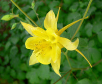 Aquilegia Chrysantha Flower seeds for Planting Sun Loving Heirloom & GMO Free Seeds for Home Garden 
 
 Sale