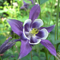 Purple Aquilegia Flower seeds for Planting - Drought Tolerant, Heirloom & GMO Free Seeds for Home Garden