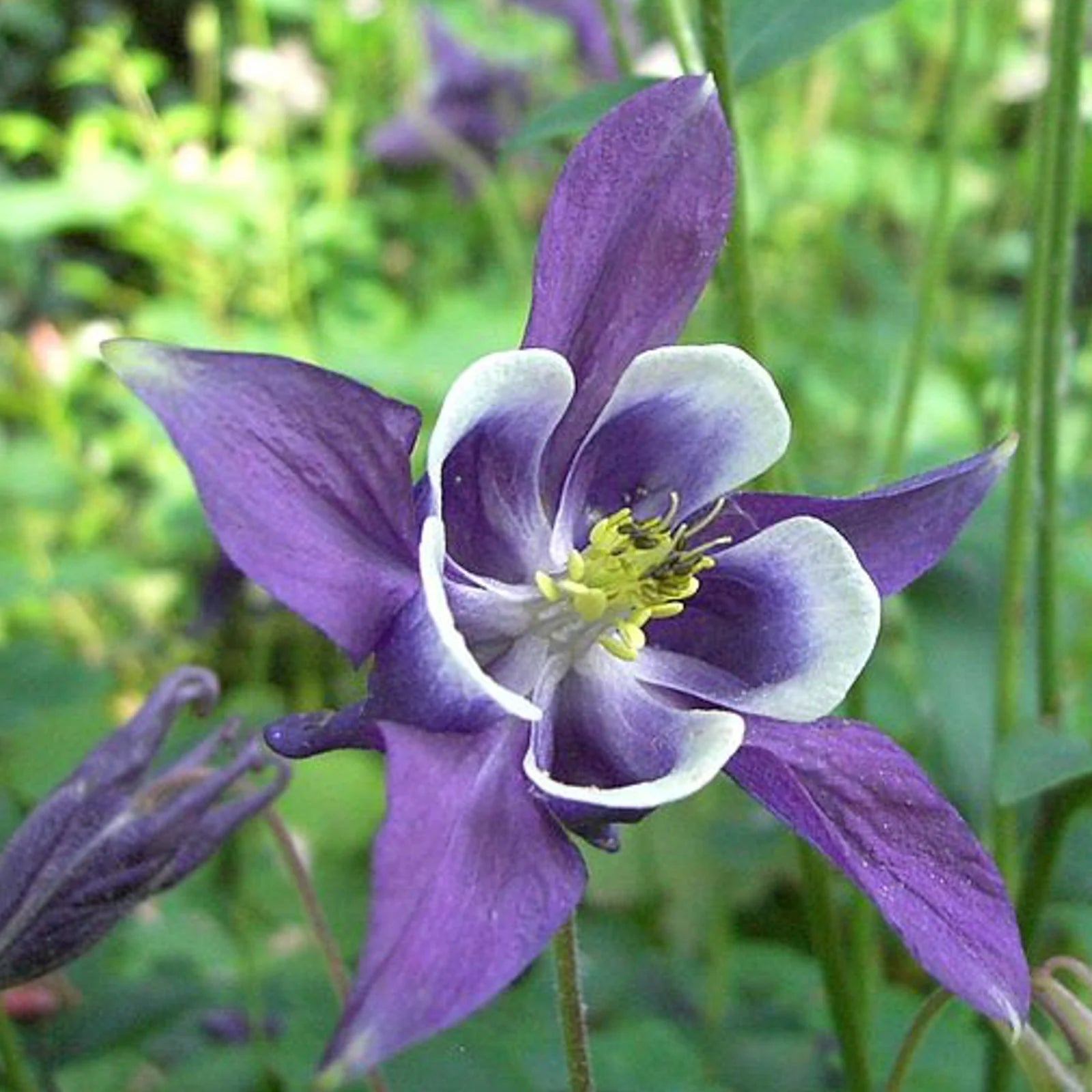 Aquilegia Flower seeds for Planting - Wildflower Mix, Heirloom & GMO Free Seeds for Home Garden