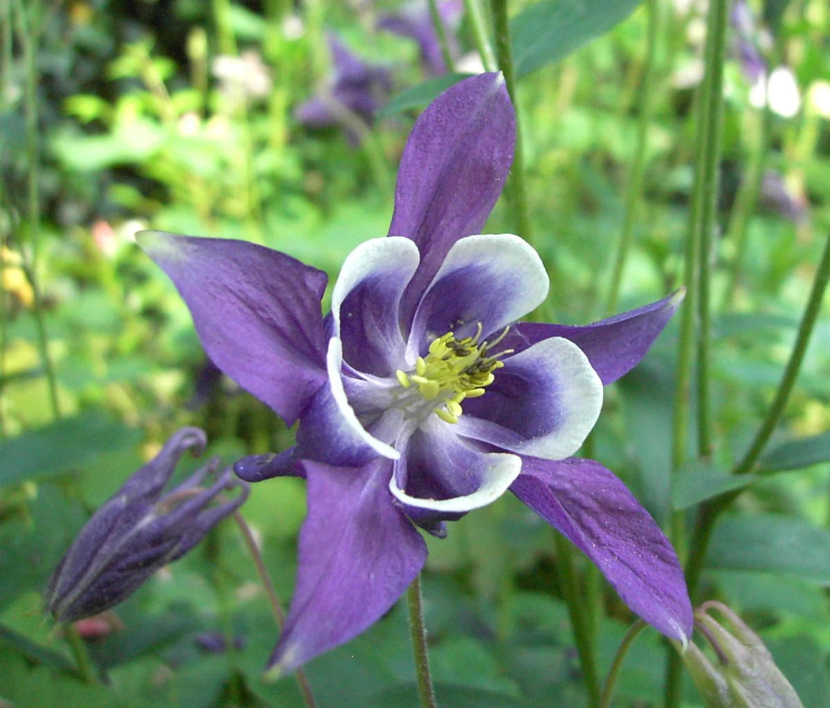 Aquilegia Seeds for Planting home garden flower bed