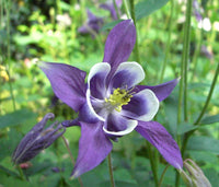 Aquilegia Seeds for Planting home garden flower bed