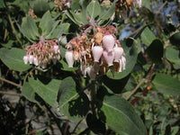 Elevate Your Outdoors with Whiteleaf Manzanita Planting  Seed for Stunning Shrubbery