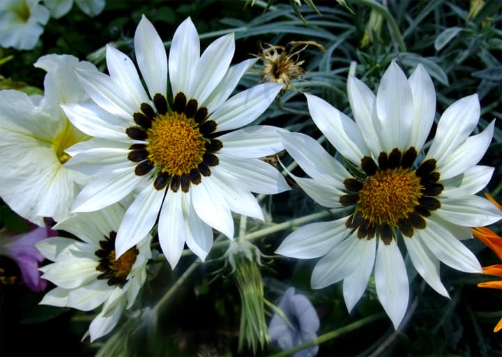 White Arctotis Flower seeds for Planting Long Bloom Season Heirloom & GMO Free Seeds for Home Garden 
 
 Sale