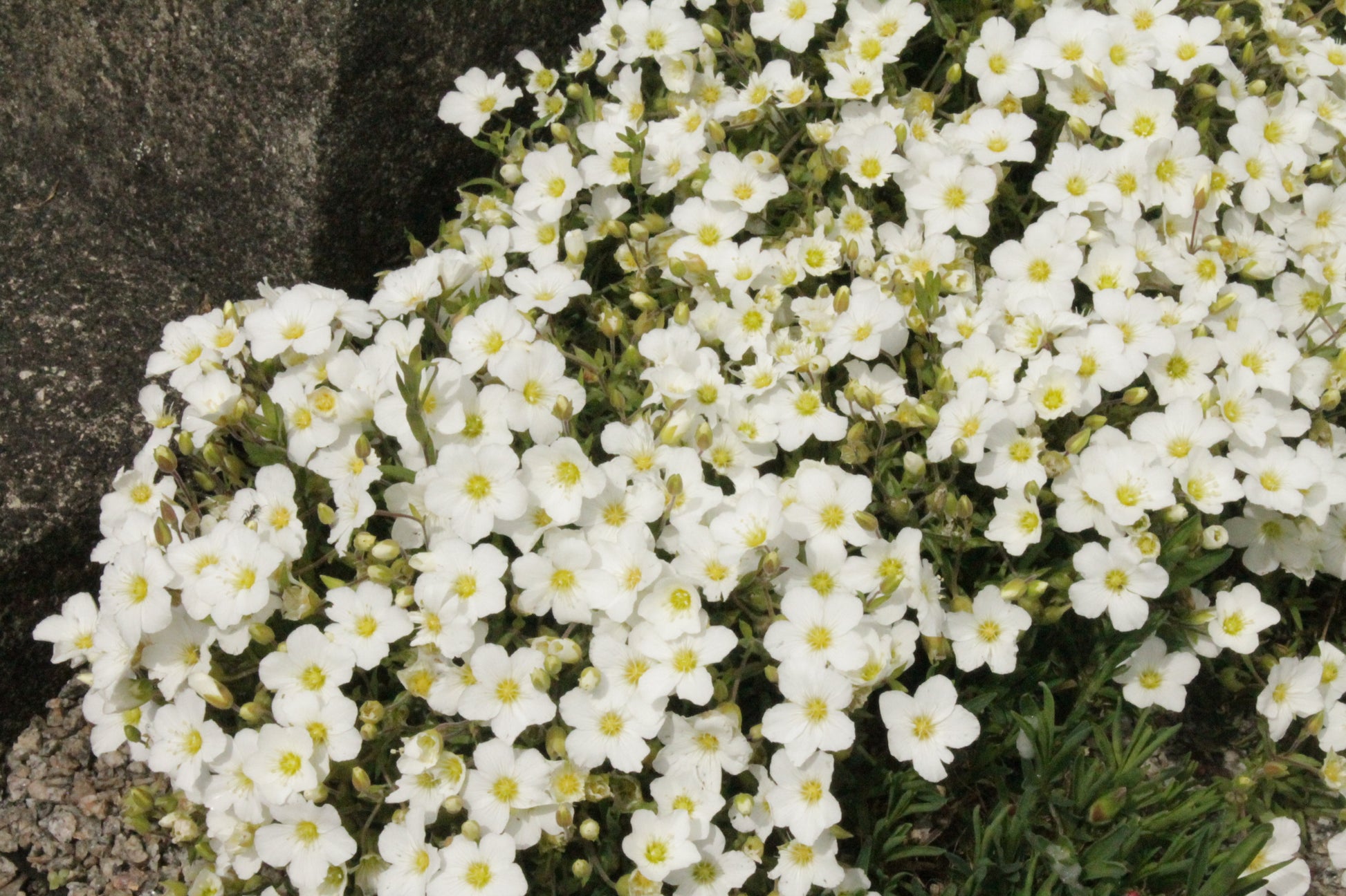Arenaria Flower seeds for Planting Garden Favorite Heirloom & GMO Free Seeds for Home Garden