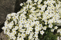 Arenaria Flower seeds for Planting Garden Favorite Heirloom & GMO Free Seeds for Home Garden