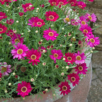 Heirloom Pink Argyranthemum Flower seeds for Planting - Hardy Variety, Heirloom & GMO Free Seeds for Home Garden