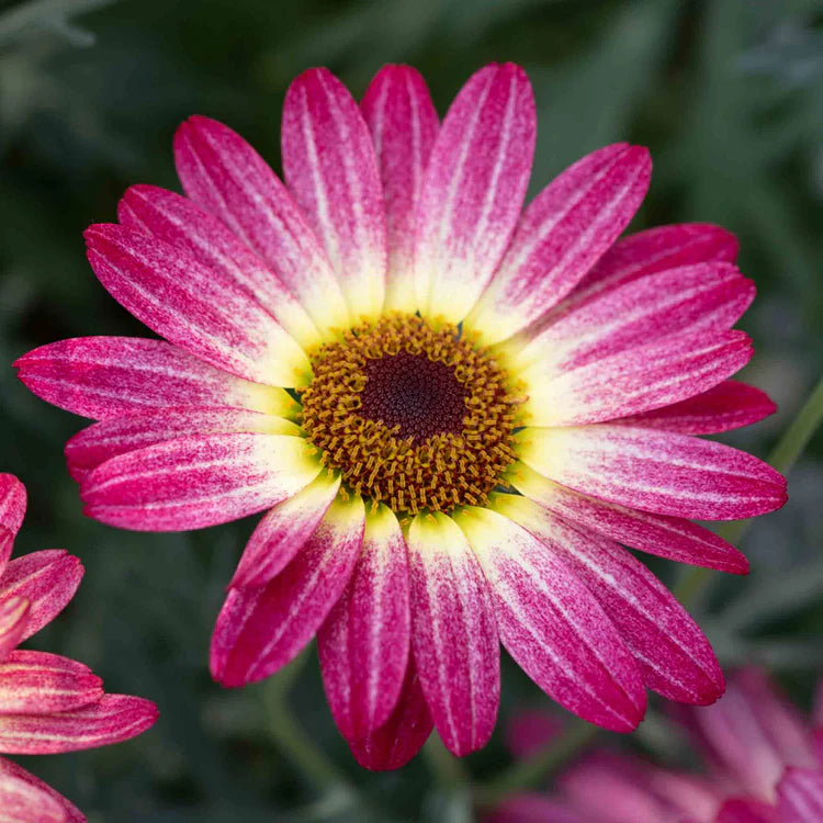 Heirloom Pink Argyranthemum Flower seeds for Planting - Hardy Variety, Heirloom & GMO Free Seeds for Home Garden
