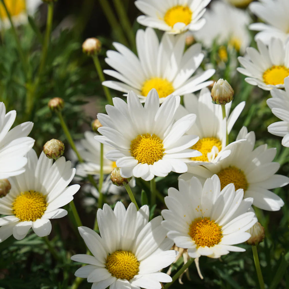 Yellow White Argyranthemum Flower seeds for Planting - Pollinator Friendly, Heirloom & GMO Free Seeds for Home Garden