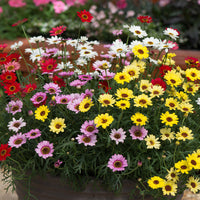 Mixed Argyranthemum Flower seeds for Planting - Cut Flower Favorite, Heirloom & GMO Free Seeds for Home Garden
