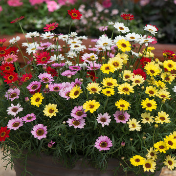 Mixed Argyranthemum Flower seeds for Planting - Cut Flower Favorite, Heirloom & GMO Free Seeds for Home Garden