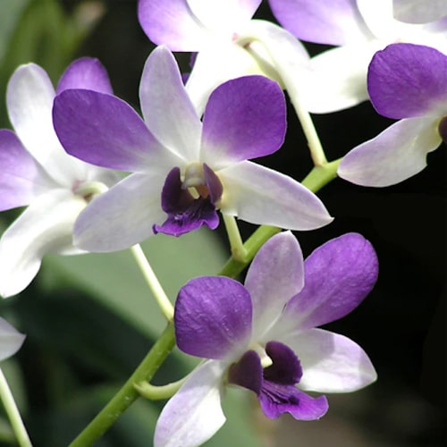 Sky Blue Dendrobium Flower seeds for Planting Long Bloom Season Heirloom & GMO Free Seeds for Home Garden 
 
 Sale