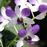 Sky Blue Dendrobium Flower seeds for Planting Long Bloom Season Heirloom & GMO Free Seeds for Home Garden 
 
 Sale