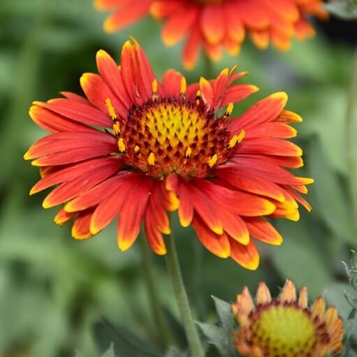 Yellow Red Arizona Flower seeds for Planting Compact Growth Heirloom & GMO Free Seeds for Home Garden
 
 Sale