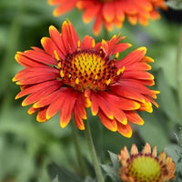 Yellow Red Arizona Flower seeds for Planting Compact Growth Heirloom & GMO Free Seeds for Home Garden
 
 Sale