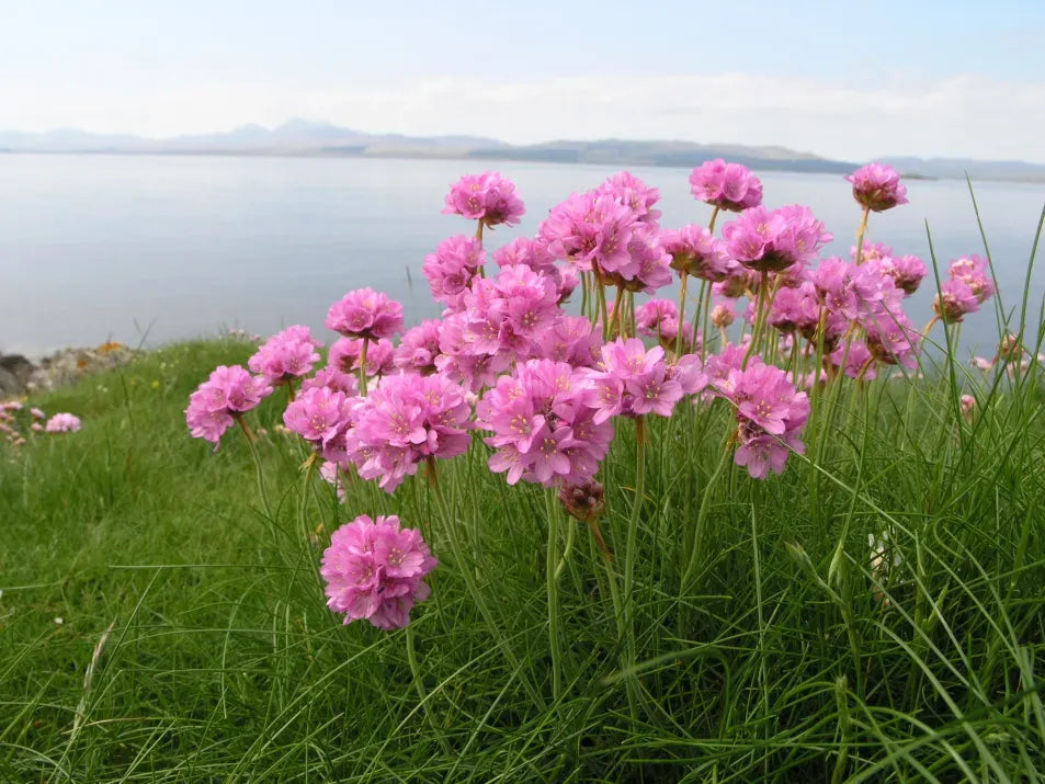Maritima Flower seeds for Planting Bright Blooms Heirloom & GMO Free Seeds for Home Garden