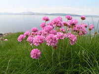 Maritima Flower seeds for Planting Bright Blooms Heirloom & GMO Free Seeds for Home Garden
