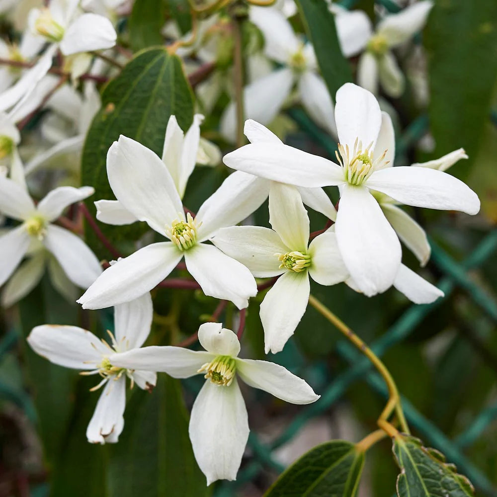 White Clematis Flower seeds for Planting Cottage Garden Essential Heirloom & GMO Free Seeds for Home Garden