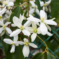 White Clematis Flower seeds for Planting Cottage Garden Essential Heirloom & GMO Free Seeds for Home Garden