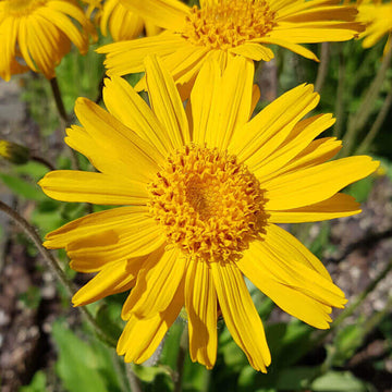 Yellow Mountain Arnica Flower seeds for Planting - Garden Favorite, Heirloom & GMO Free Seeds for Home Garden