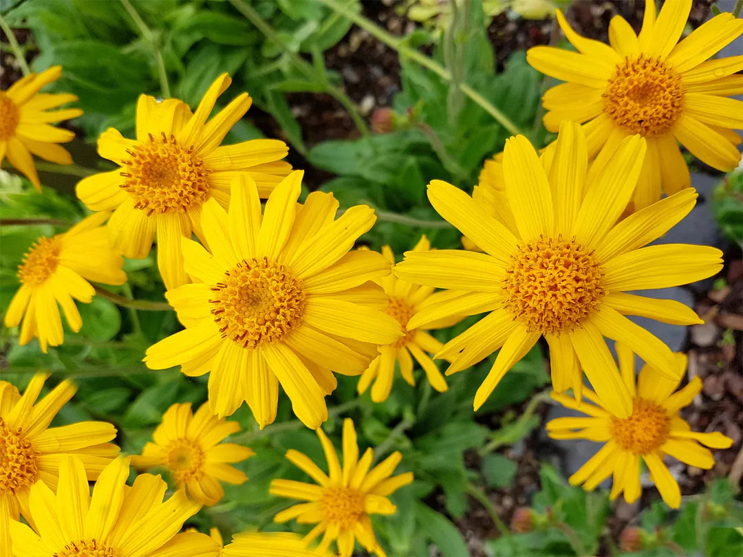 Arnica Flower seeds for Planting Drought Tolerant Heirloom & GMO Free Seeds for Home Garden 
 
 Sale