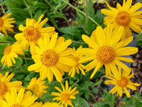 Arnica Flower seeds for Planting Drought Tolerant Heirloom & GMO Free Seeds for Home Garden 
 
 Sale