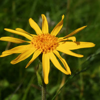 Arnica Montana Flower seeds for Planting - Wildflower Mix, Heirloom & GMO Free Seeds for Home Garden