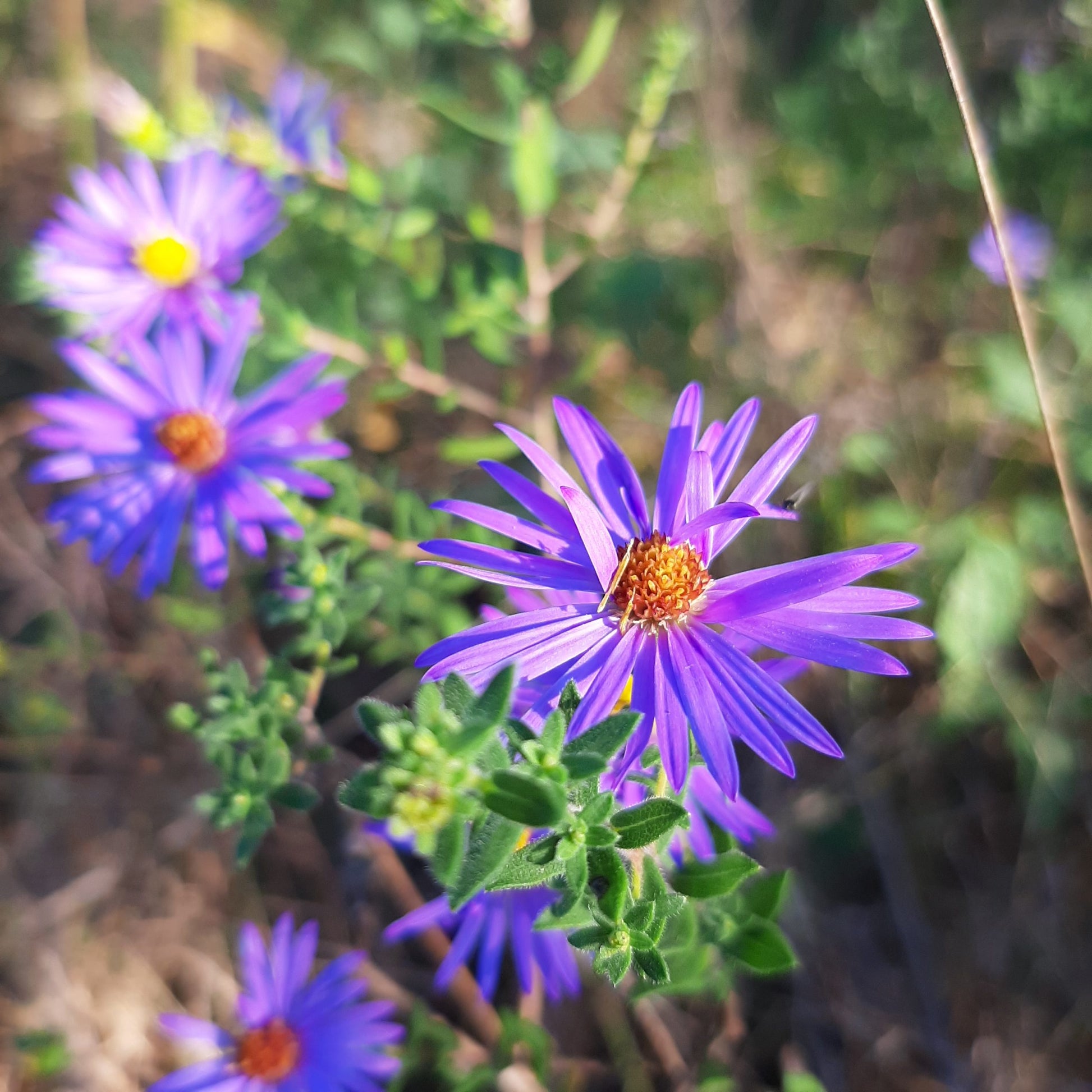 Aromatic Aster Flower seeds for Planting Colorful Display Heirloom & GMO Free Seeds for Home Garden