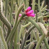 Arrojadoa Penicillata seeds for planting