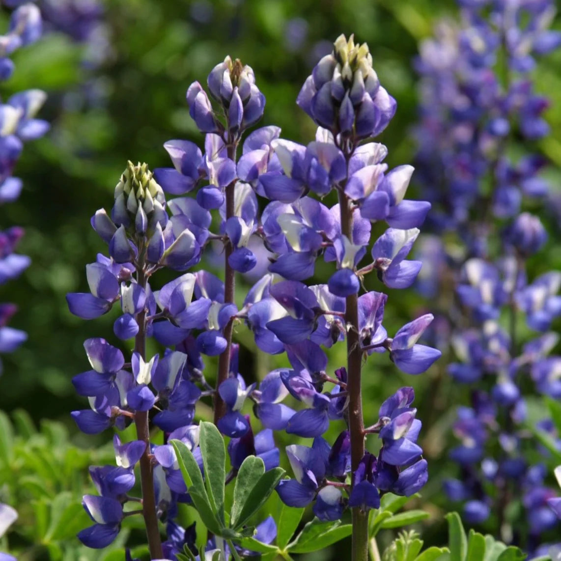 Purple Arroyo Lupine Flower seeds for Planting - Premium Quality, Heirloom & GMO Free Seeds for Home Garden