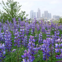 Purple Arroyo Lupine Flower seeds for Planting - Premium Quality, Heirloom & GMO Free Seeds for Home Garden