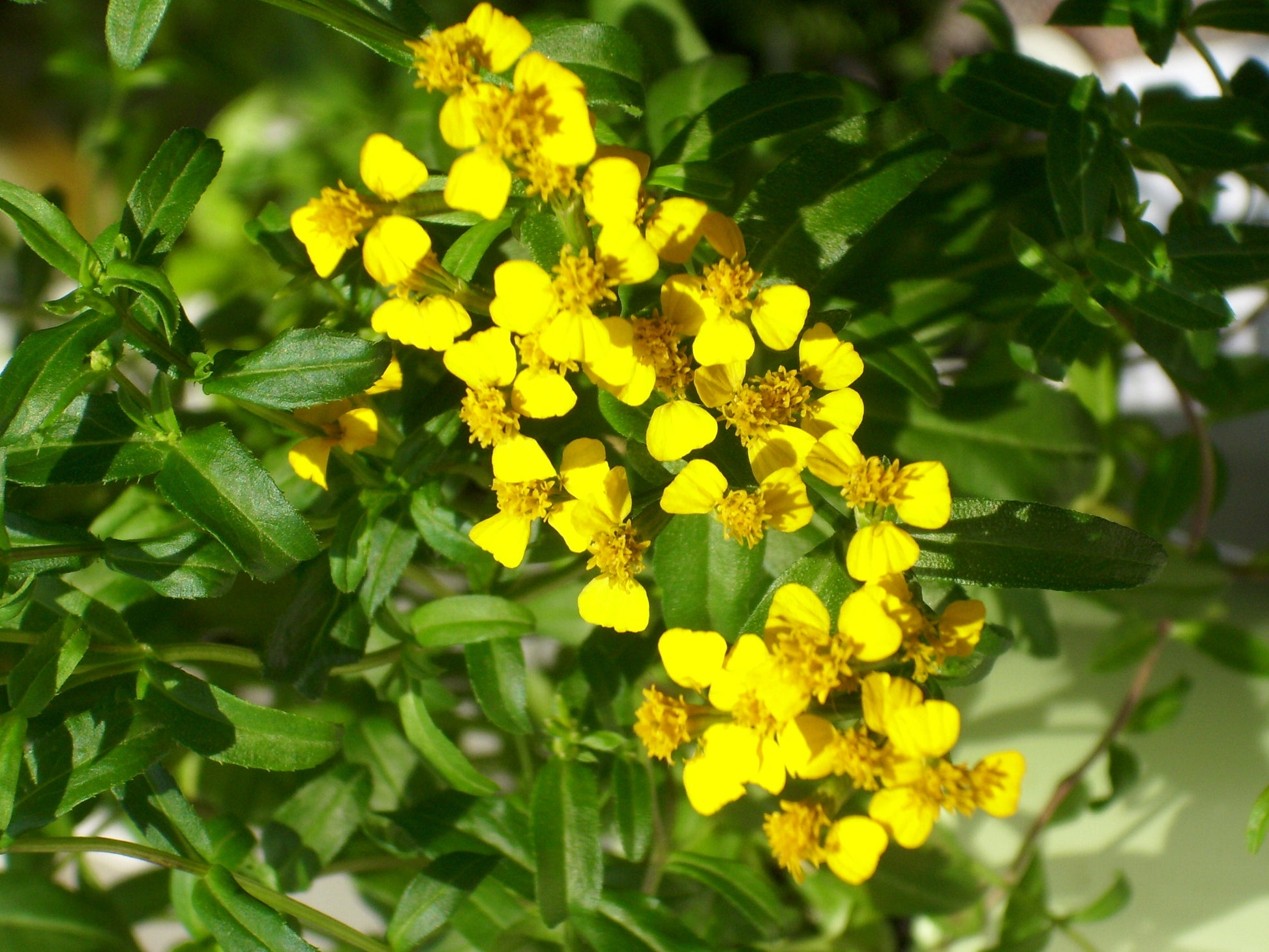 Estragon Flower seeds for Planting - Garden Favorite, Heirloom & GMO Free Seeds for Home Garden