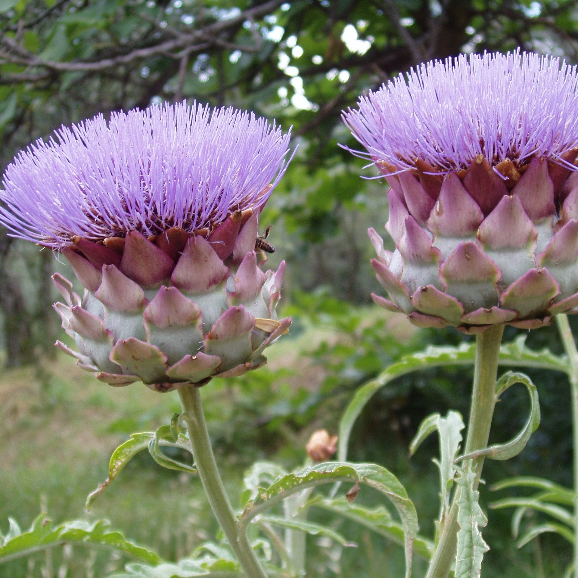 Cynara Flower seeds for Planting - Hardy Variety, Heirloom & GMO Free Seeds for Home Garden